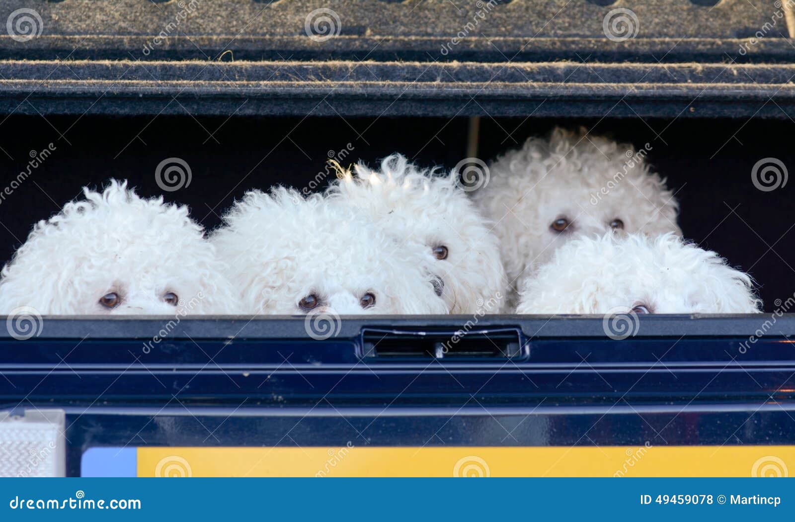 Bichon Frise Dogs in Boot of Car Stock Photo Image of pink, animal