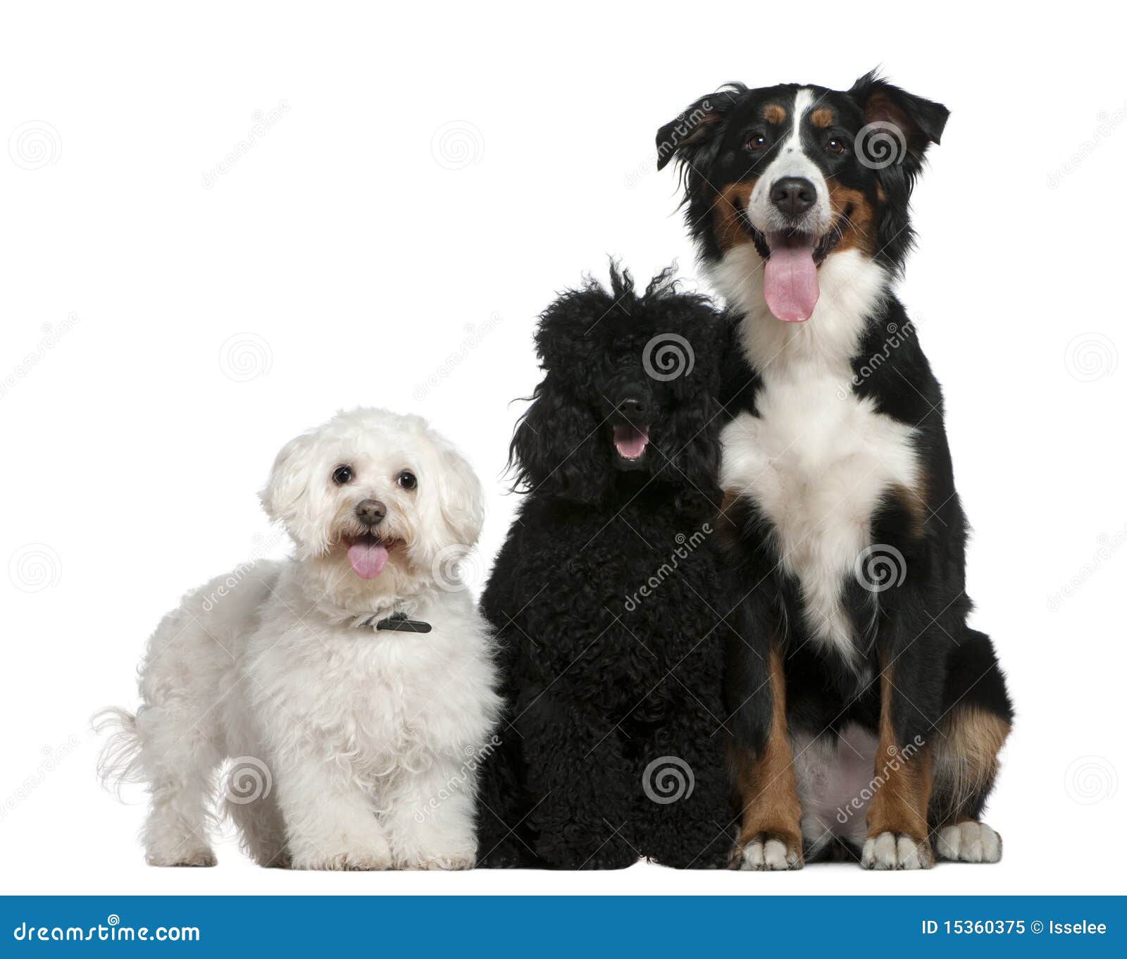 Bichon Frise Poodle And Bernese Mountain Dog Stock Image Image Of Mountain Looking 15360375