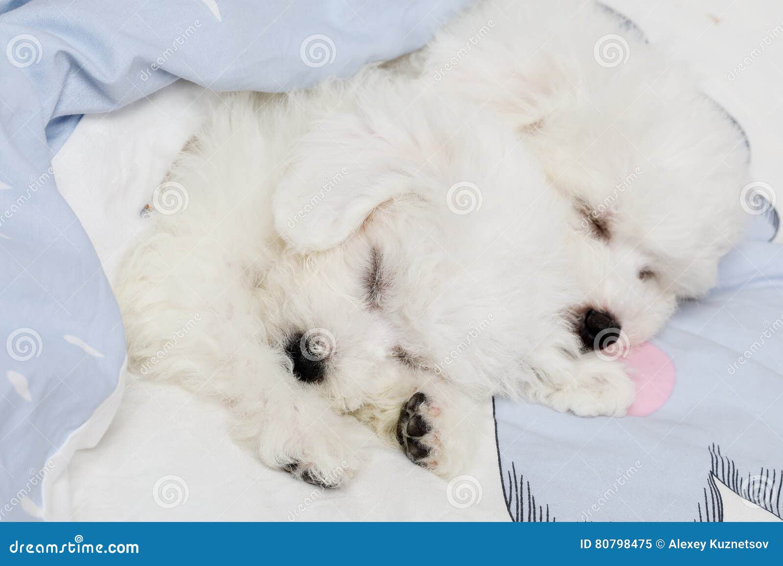 Bichon Frise Puppies Sleeping in the Bed Stock Image Image of breed