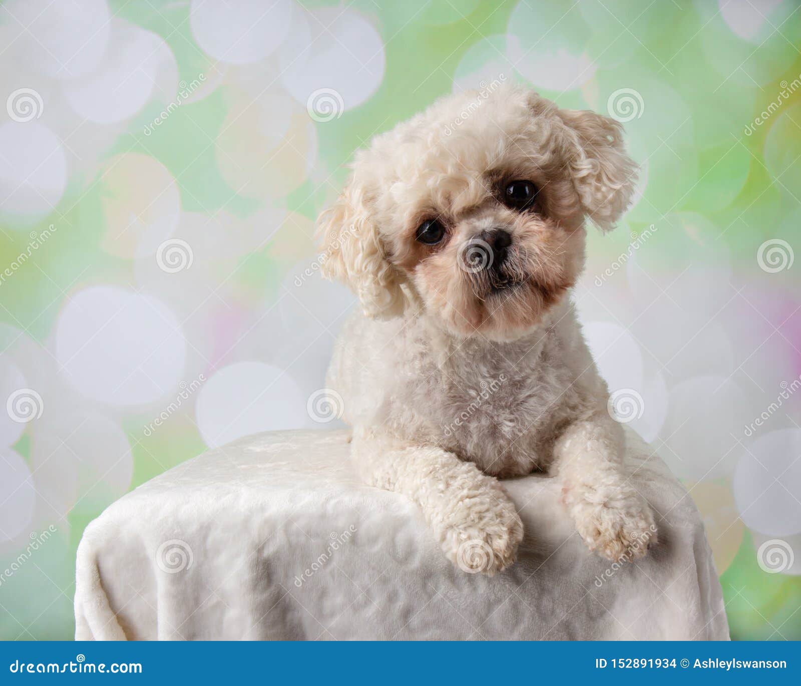 Bichon Frise Shih Tzu Mix Portrait On A Colorful Background Lying