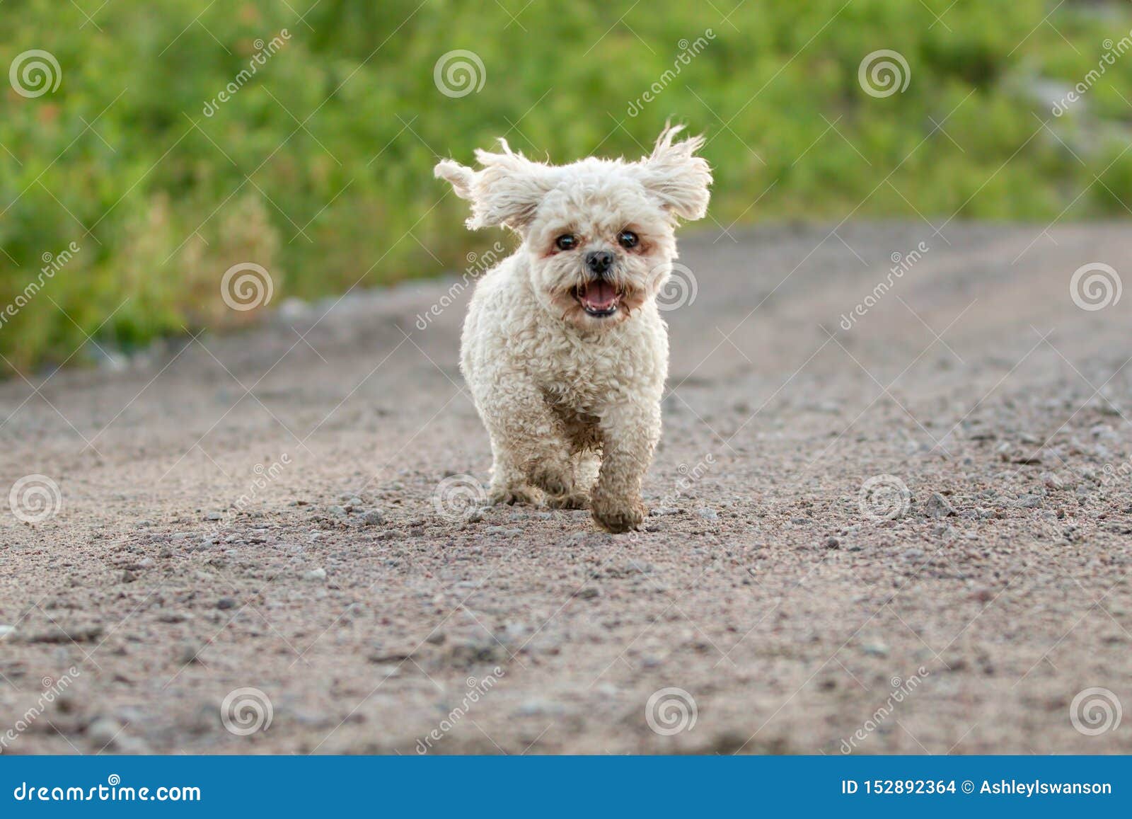 bijon frise shih tzu