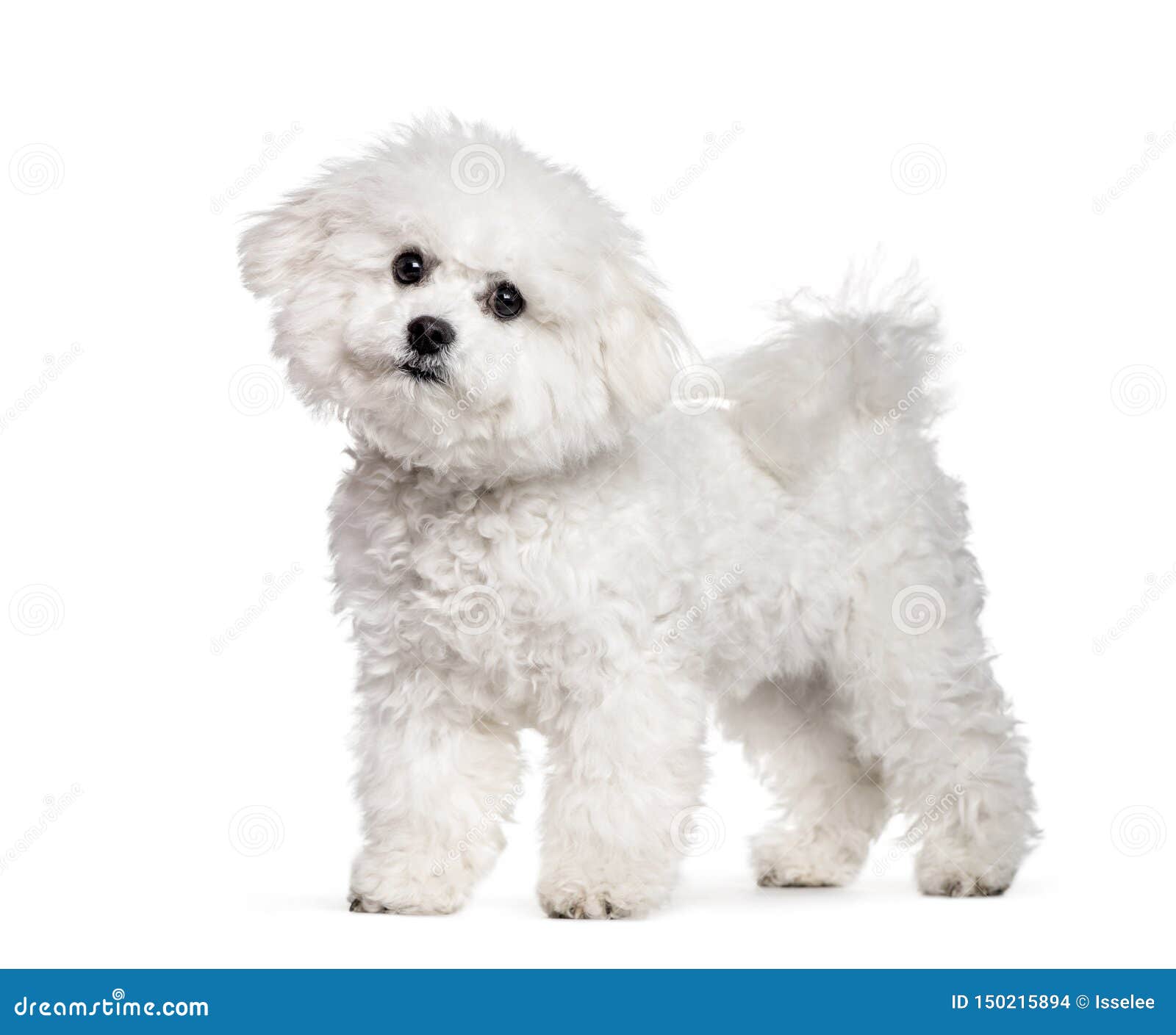 bichon frise standing against white background