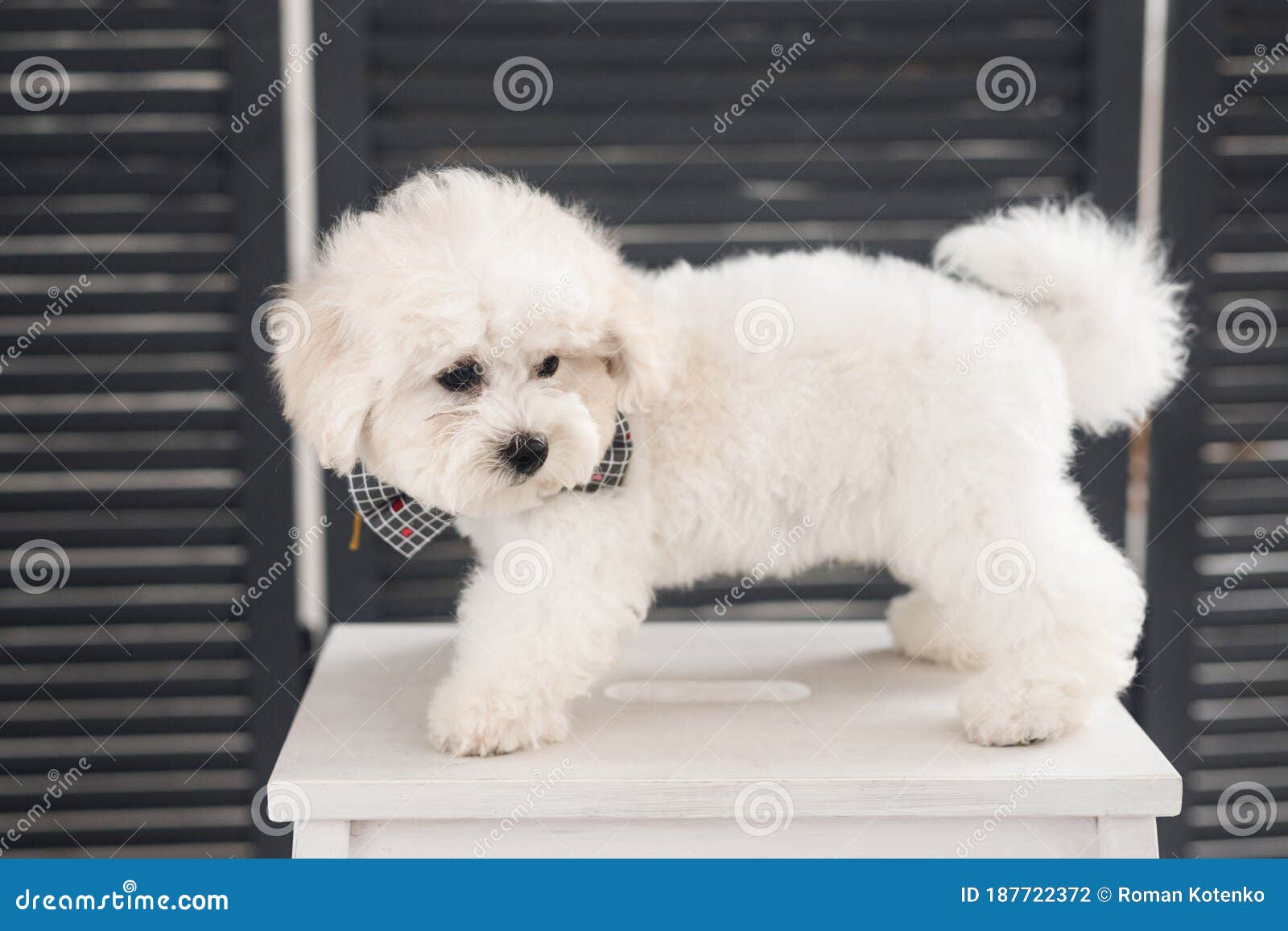 muzzle for bichon frise