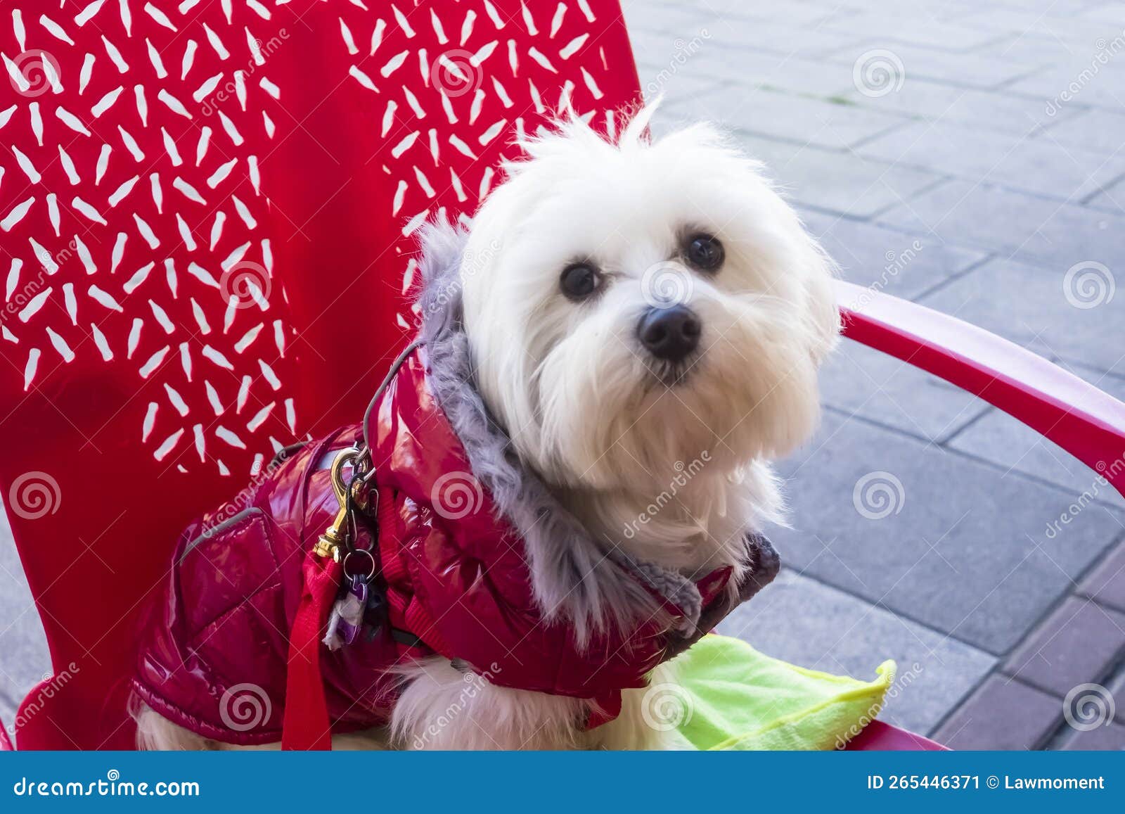 a bichon maltese dog looking at the camera sitting on a chair at a terraza