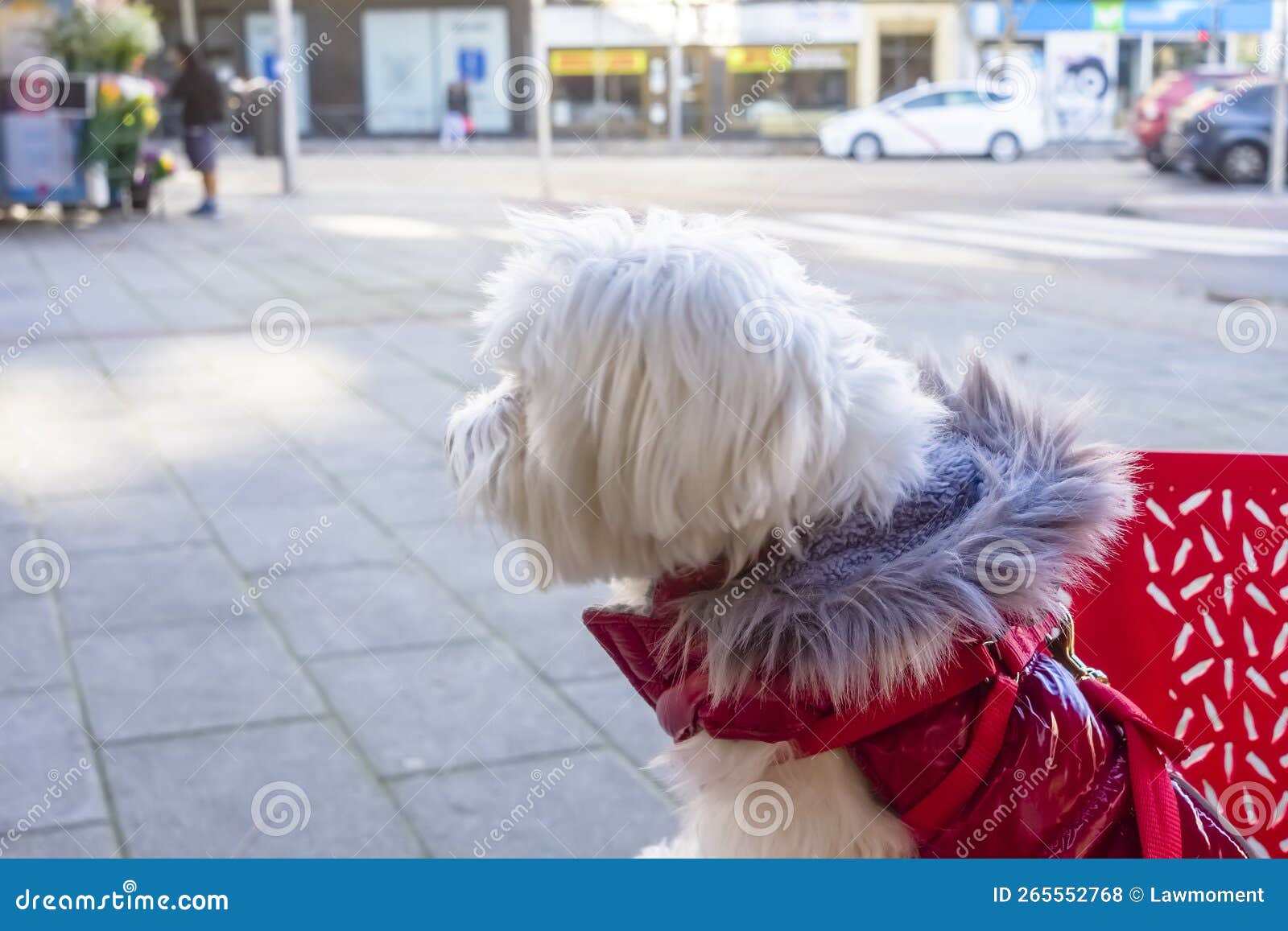 a bichon maltese dog looking at the street sitting on a chair at a terraza