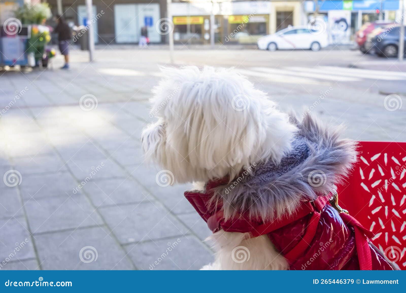 a bichon maltese dog looking at the street sitting on a chair at a terraza