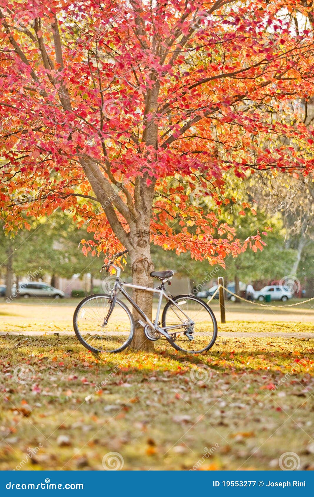 Bicicleta e árvore. Bicicleta que inclina-se na árvore no parque