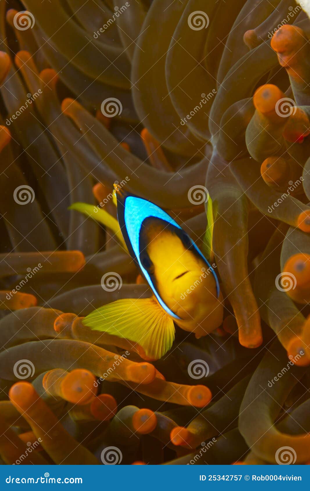 Bicinctus d'Amphiprion - nemo - poissons de clown. Poissons de clown dans l'anemon rouge