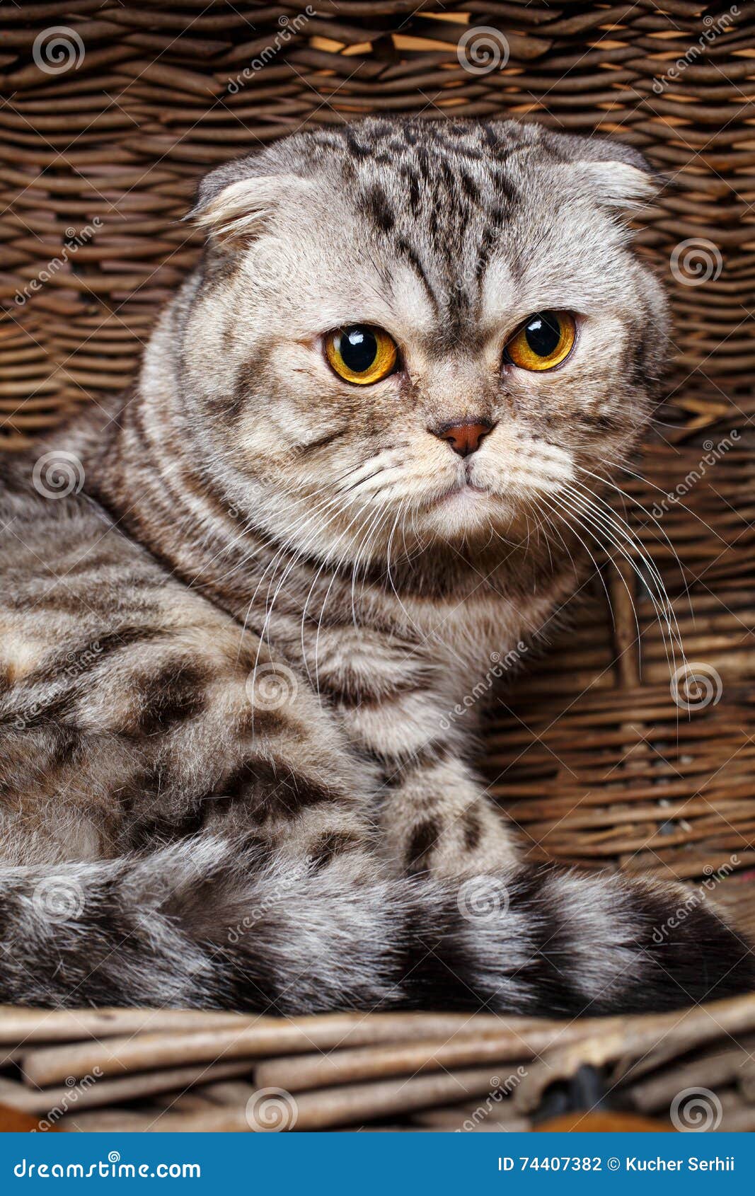 Британская вислоухая кошка полосатая