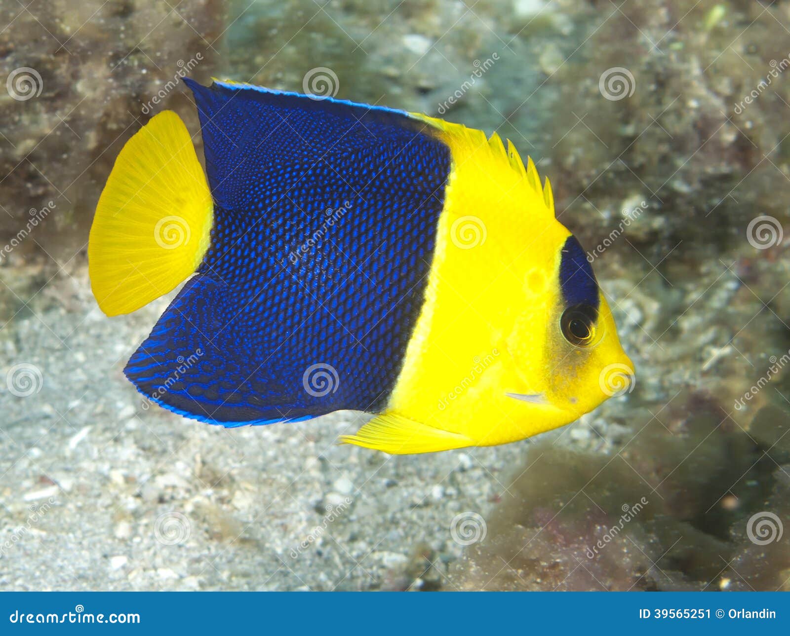 bicolor angelfish