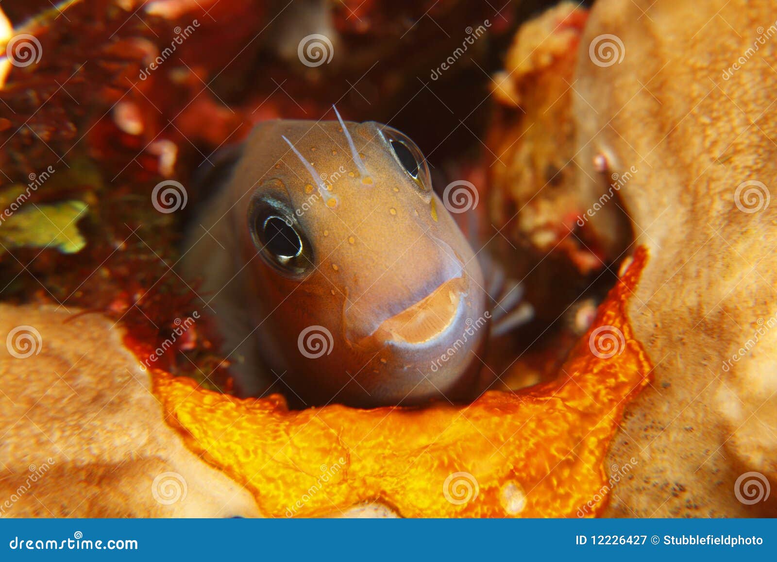 bicolor blenny (ecsenius bicolor)