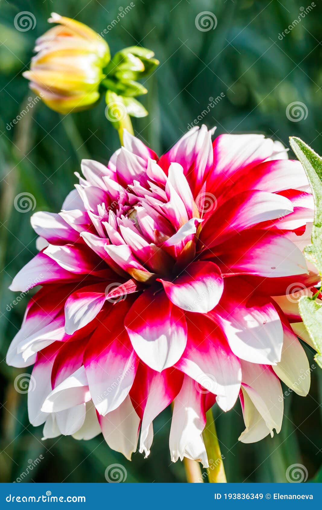 Bicolor Dahlia Flower Growing in the Garden Stock Image - Image of ...