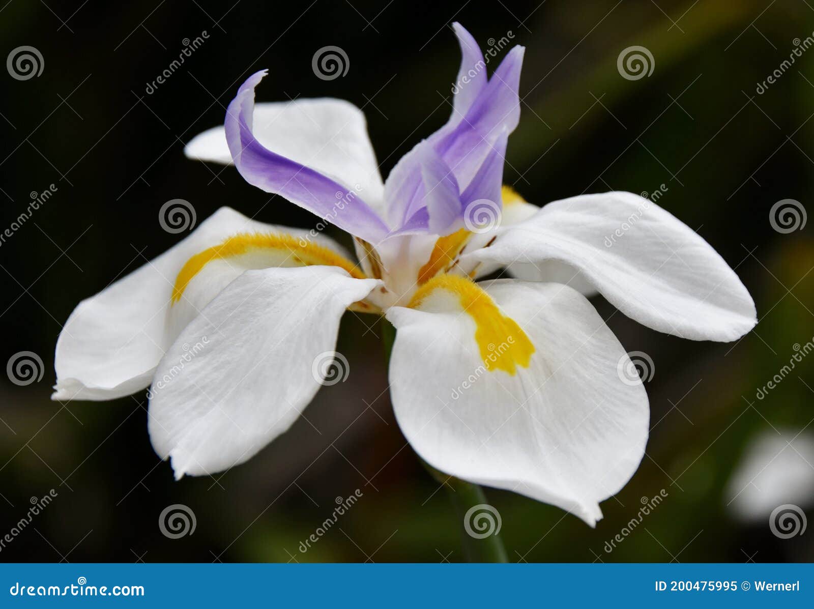 Bicolor Iris in sunlight stock image. Image of yellow 200475995