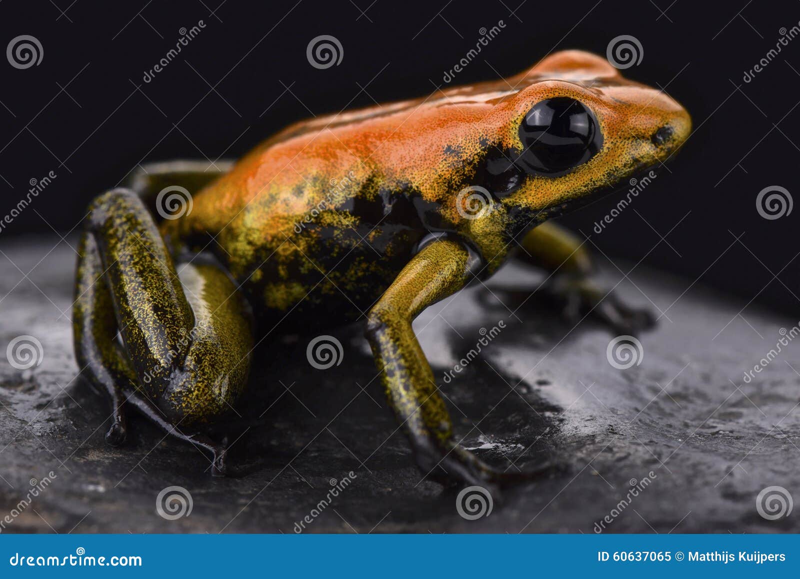 bicolored dart frog (phyllobates bicolor)