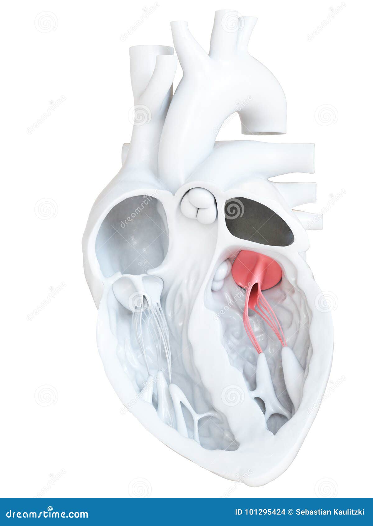 The bicuspid valve stock illustration. Illustration of white 101295424