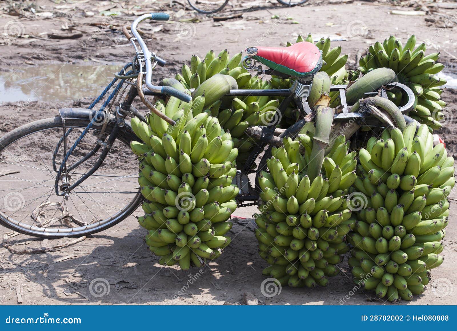 Bicycle with Bananas in Africa Editorial Photography Image of harvest