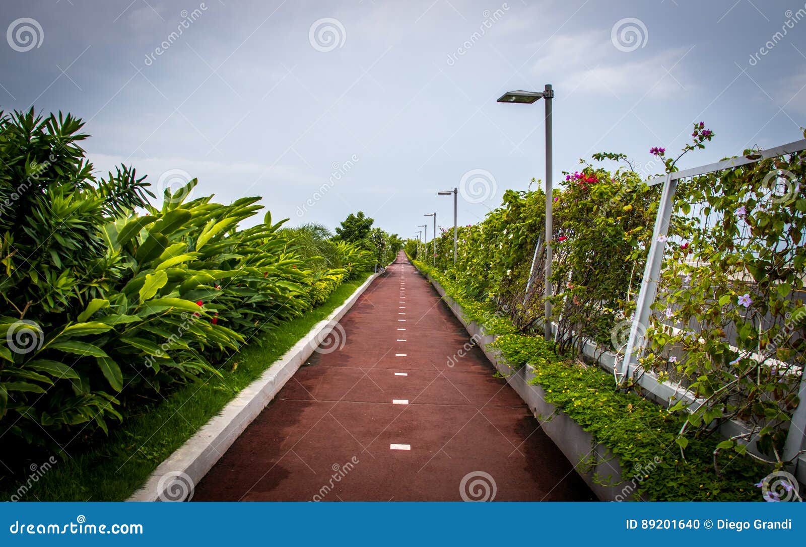 bicycle lane and a jogging path surrounded by green in cinta costera - panama city, panama