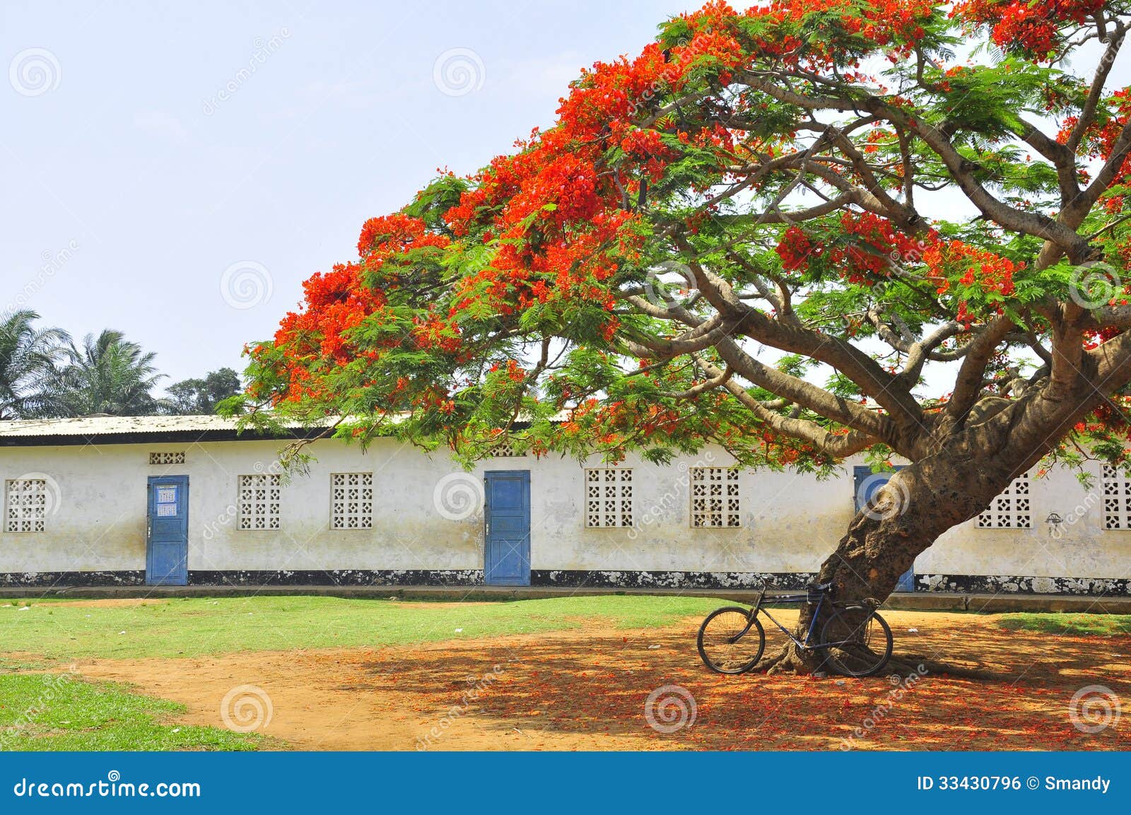 bicycle under a flamboyant tree in courtyard of a school