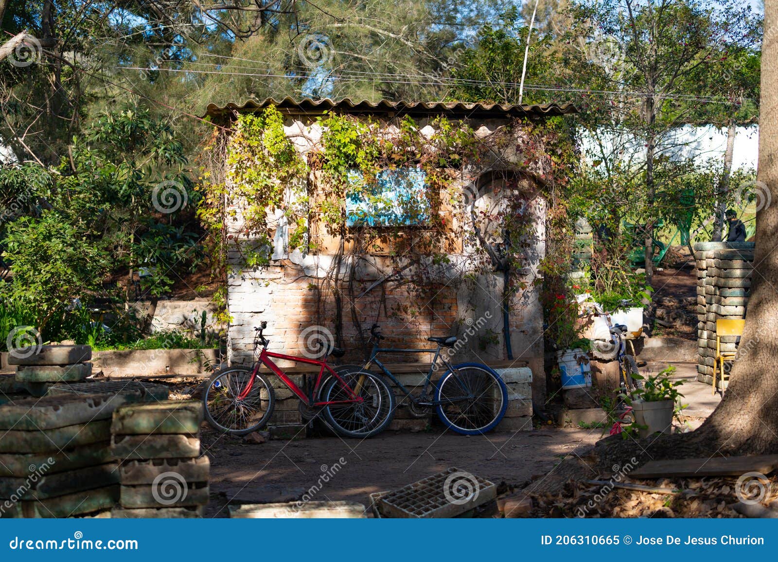 bicycles are in front of the rustic house surrounded by plants.