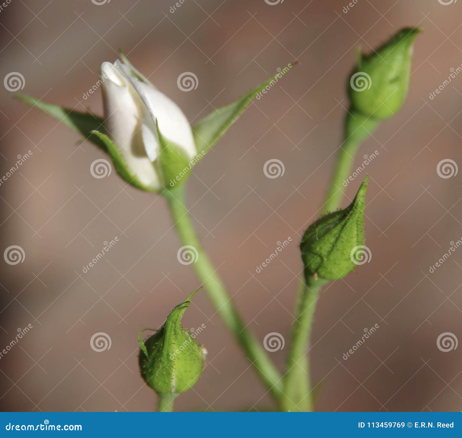 Biel pączki i róża. Biała róża wyłania się od swój pączka wraz z nieotwartymi rosebuds w San Antonio Teksas ogródzie w wiośnie
