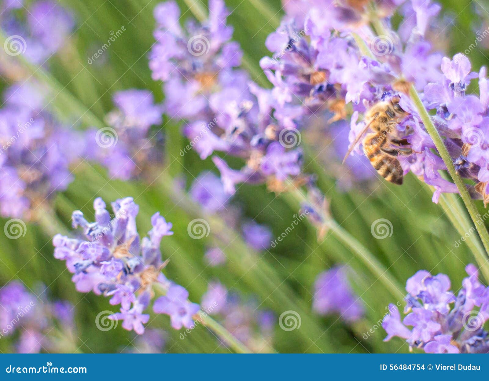 Biene auf Lavendel stockfoto. Bild von provence, kräuter 56484754