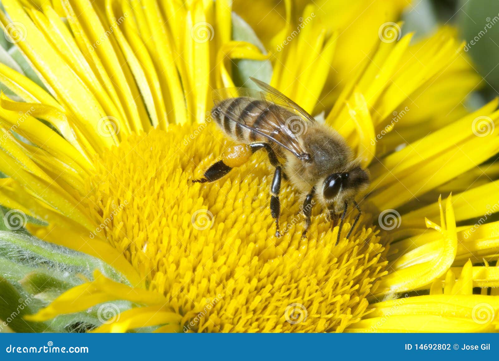 Biene auf Sonnenblume. Horizontales Makrobild einer Honigbiene auf einer gelben Sonnenblume.