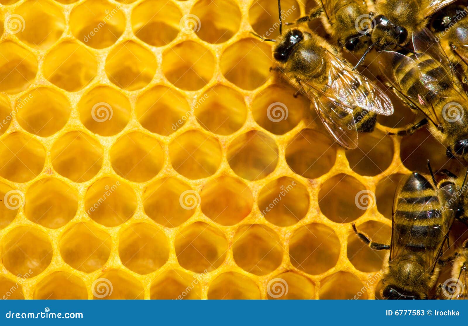 Bienen Auf Bienenwabe Stockbild Bild Von Bienenwabe Bienen