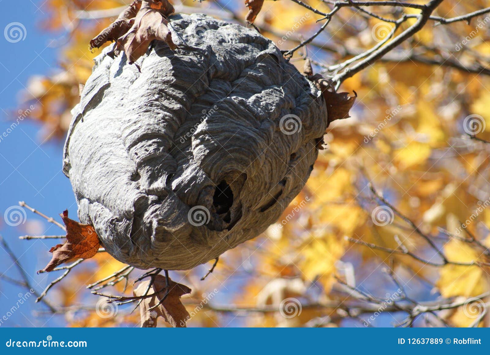 Bienen Bienenstock Stockbild Bild Von Biene Wild Land