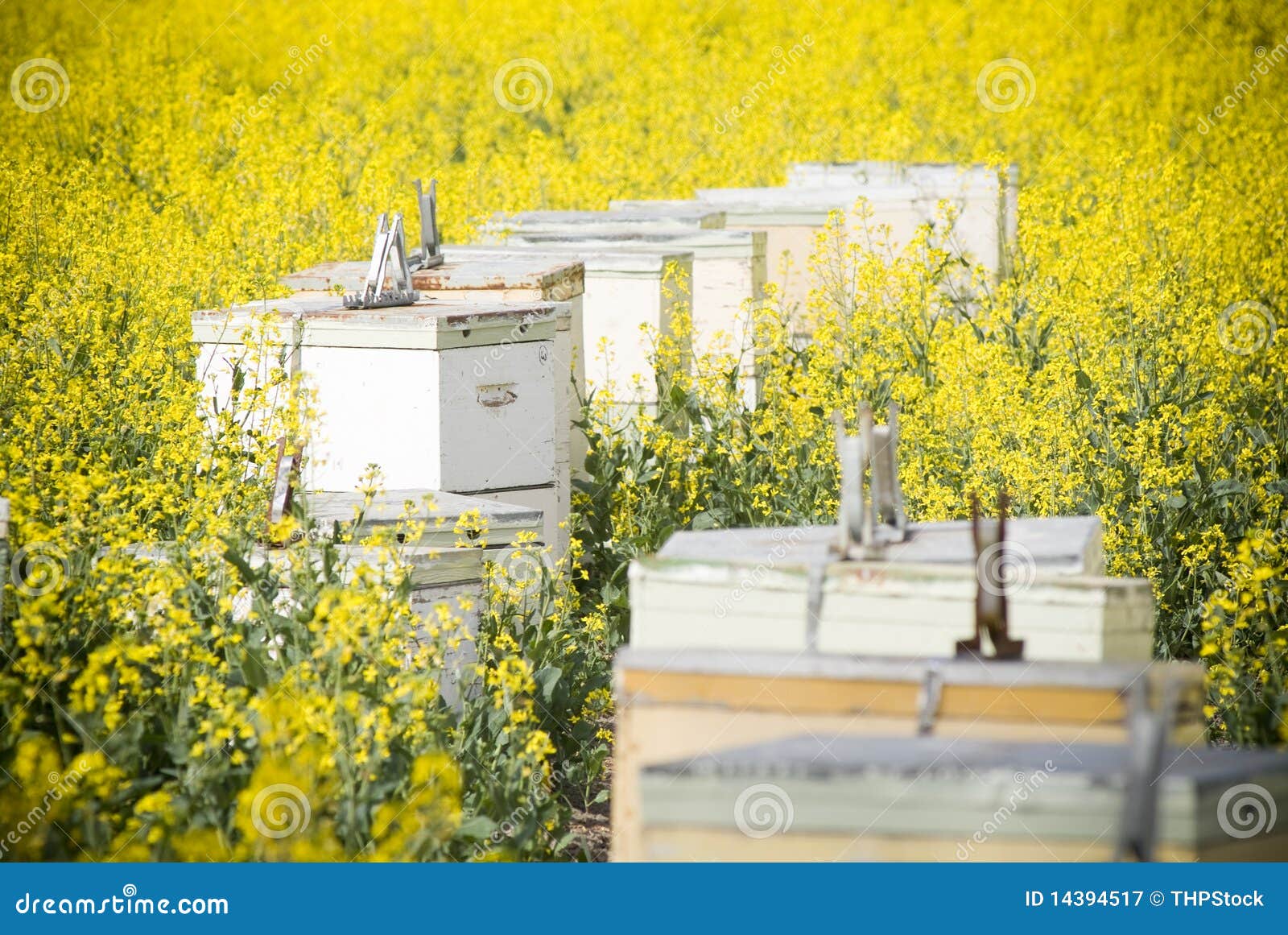 Bienen-Bienenstöcke in Canola. Bienenbienenstöcke auf den hellen gelben canola Gebieten