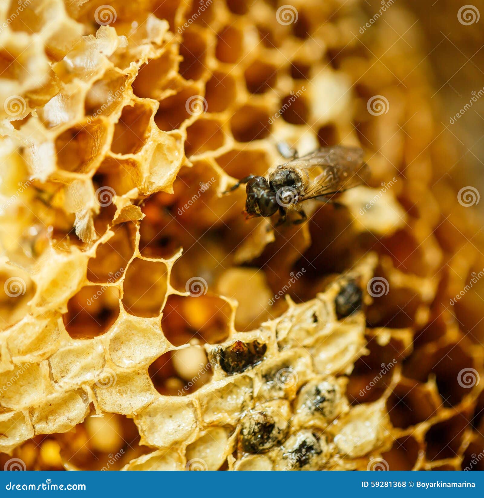 Bienen in Einem Bienenstock Auf Bienenwabe Stockfoto - Bild von kamm ...