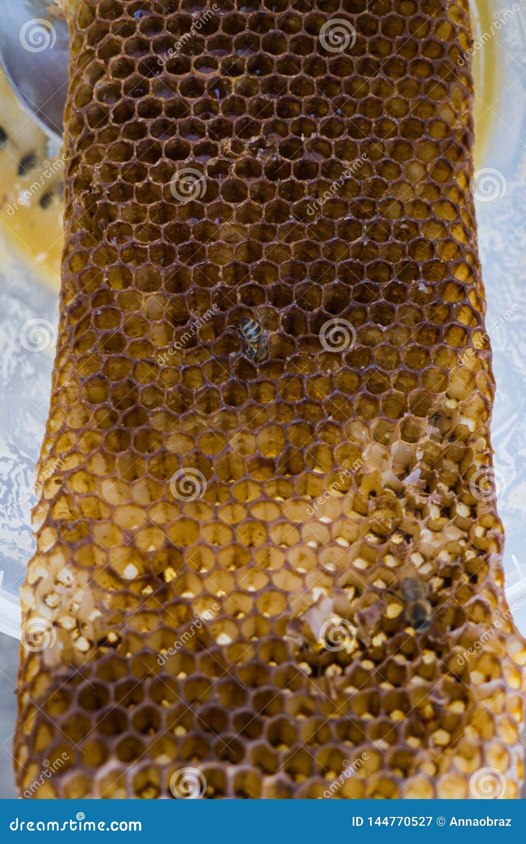 Bienen Essen Den Letzten Honig Von Den Bienenwaben Stockbild Bild Von Letzten Bienenwaben