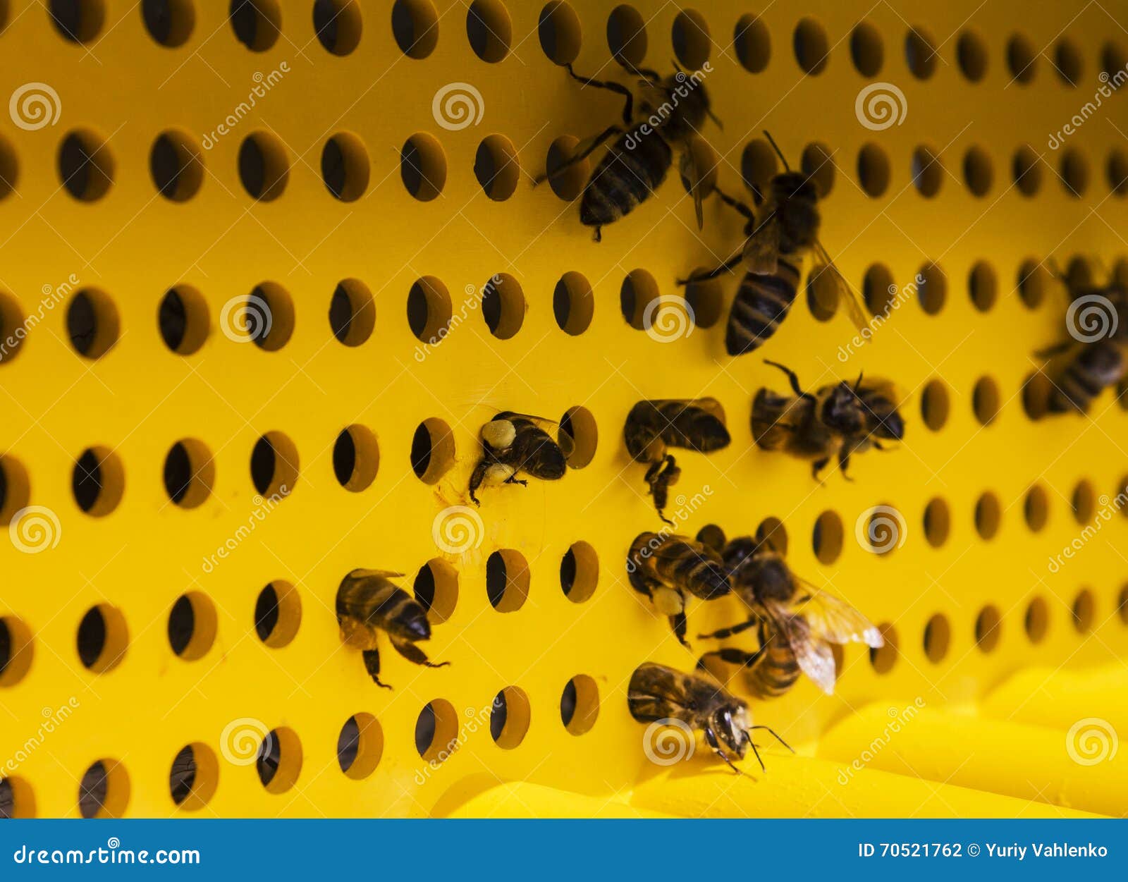 Bienen Fliegen In Den Bienenstock Mit Dem Blutenstaub Stockfoto Bild Von Blutenstaub Bienenstock
