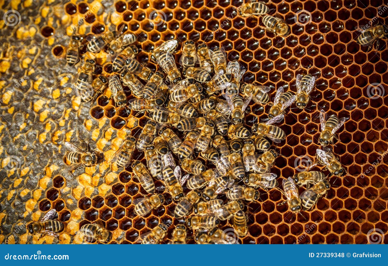 Bienenarbeiten stockfoto. Bild von hintergründe, beweglichkeit - 27339348
