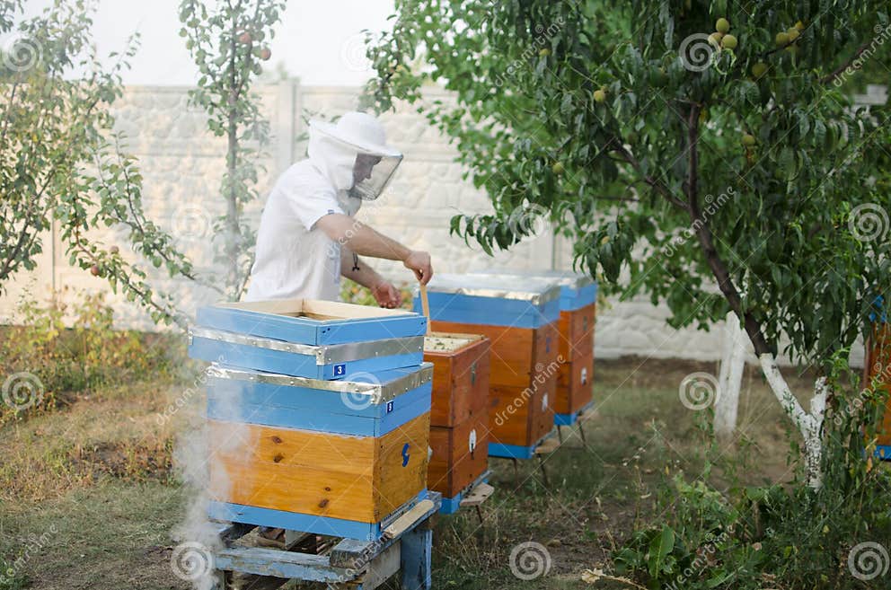 Bienenbienenhaus Mit Bienenvolk Im Garten Beeking Im Sommer Biene