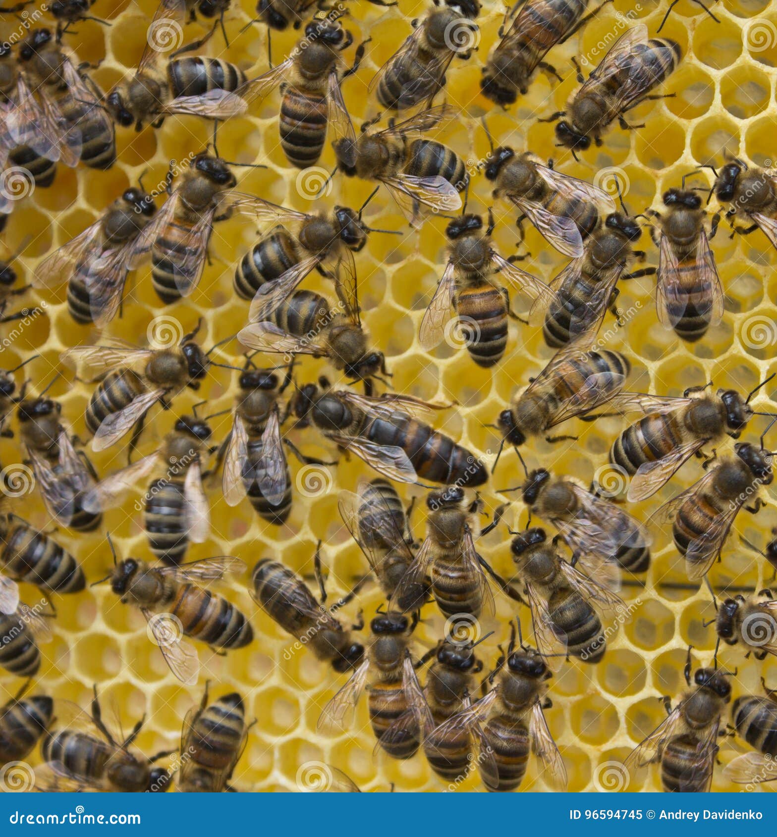 Bienenkonigin Und Bienen Stockbild Bild Von Bienen Bienenkonigin