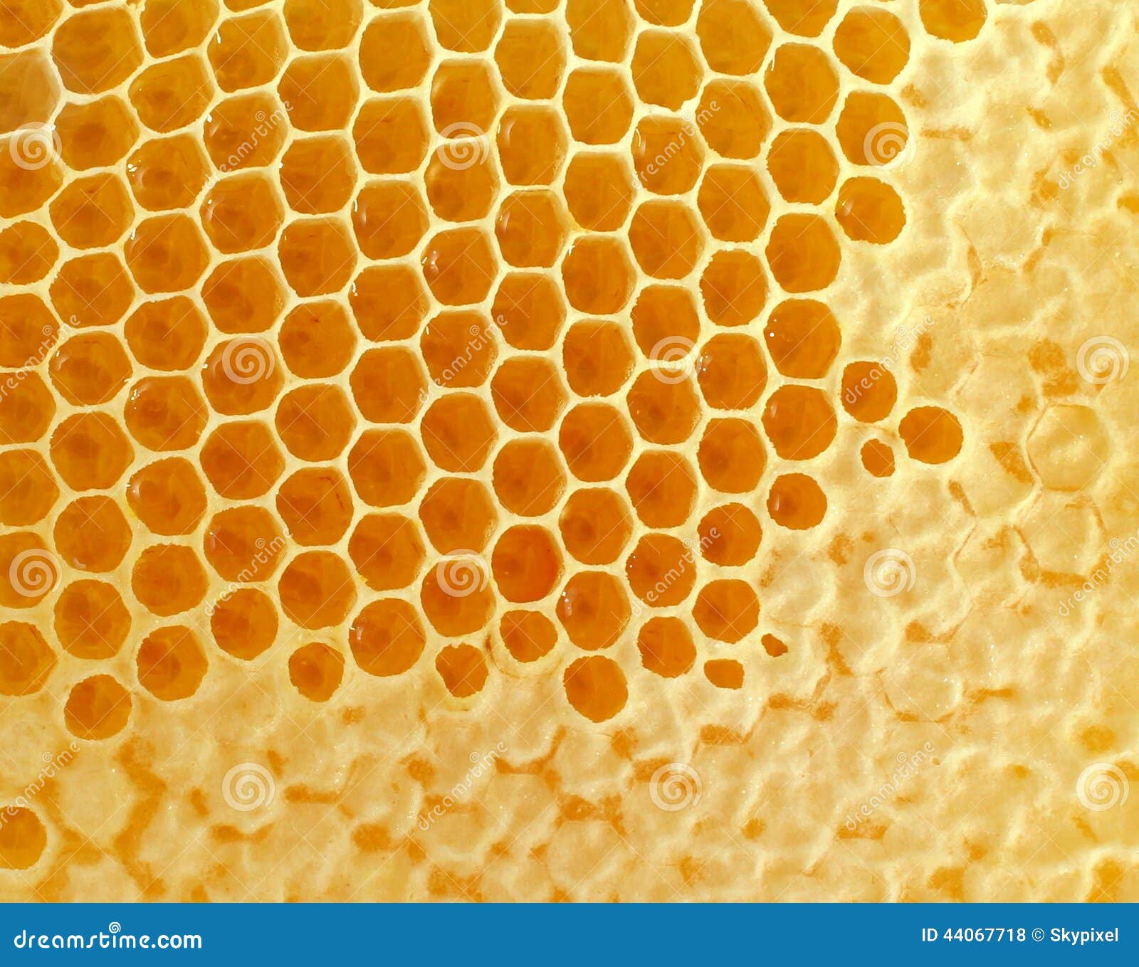 Bienenwabe Stockfoto Bild Von Bienenwabe