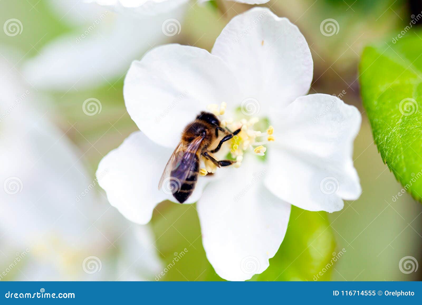 Какие отношения между яблоней и домашней пчелой. Пчела на цветке яблони. Пчела эпл. Пчелы и нераскрывшийся цветок яблони. Рамка яблони в цвету с пчелами рис.