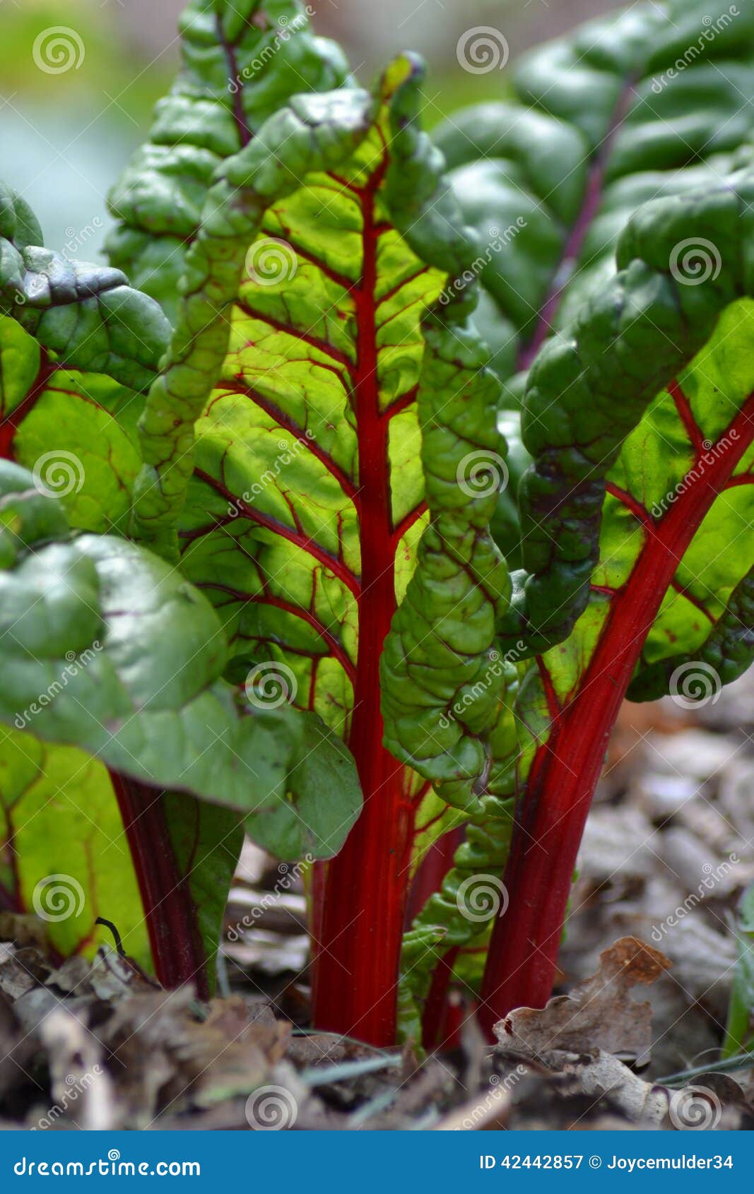 Semi Di Barbabietola, Burpees Golden | Bio - Foto 11