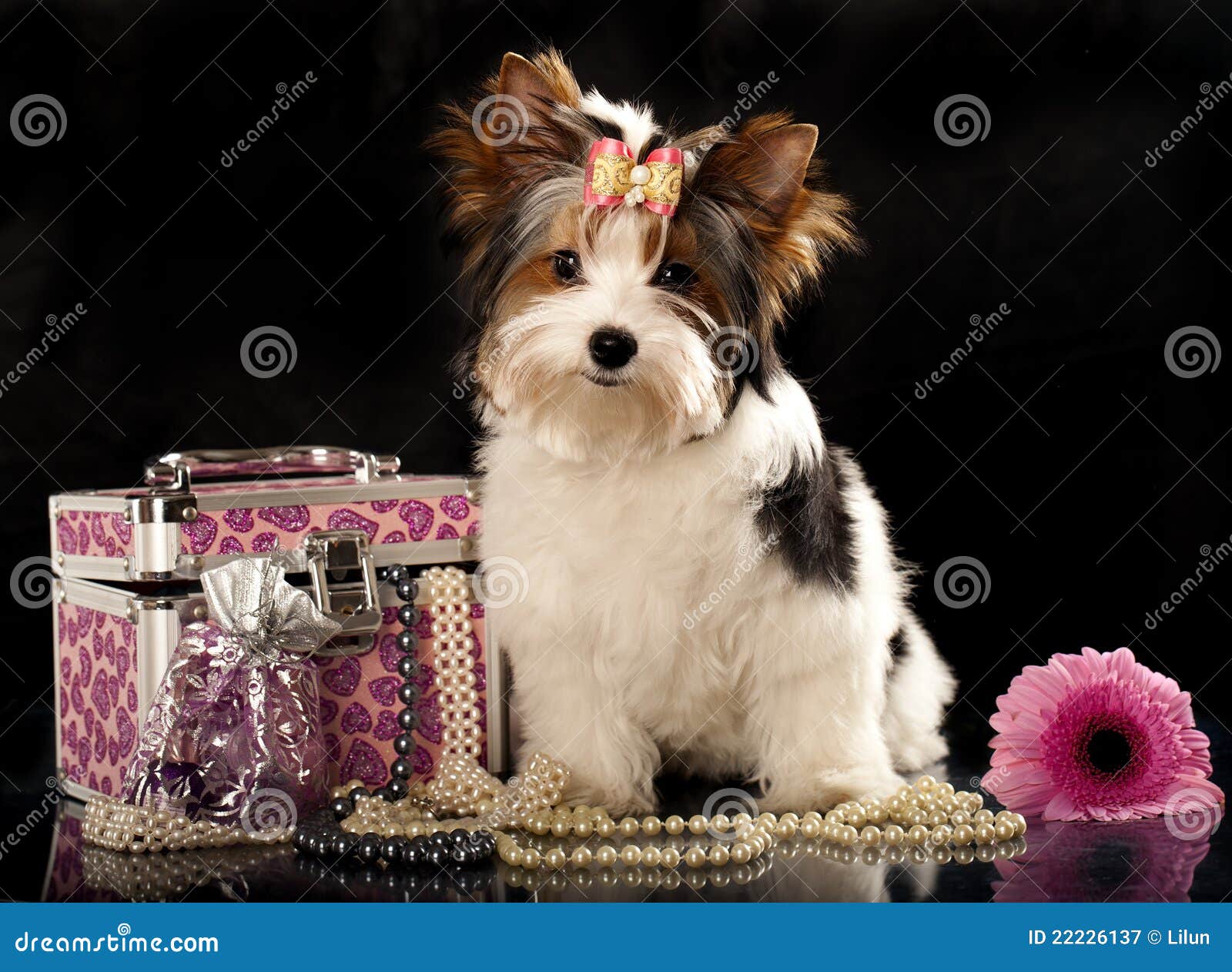 Biewer York Hund stockbild. Bild von frisur, schoß, portrait 22226137