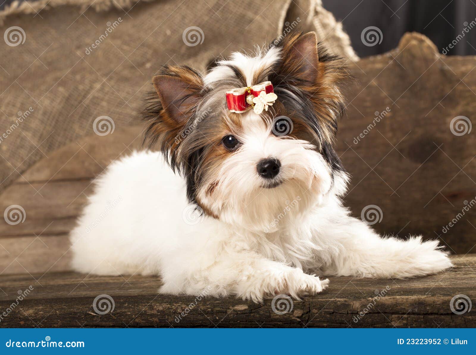 Biewer-york terrier puppy stock photo. Image of affectionate - 23223952