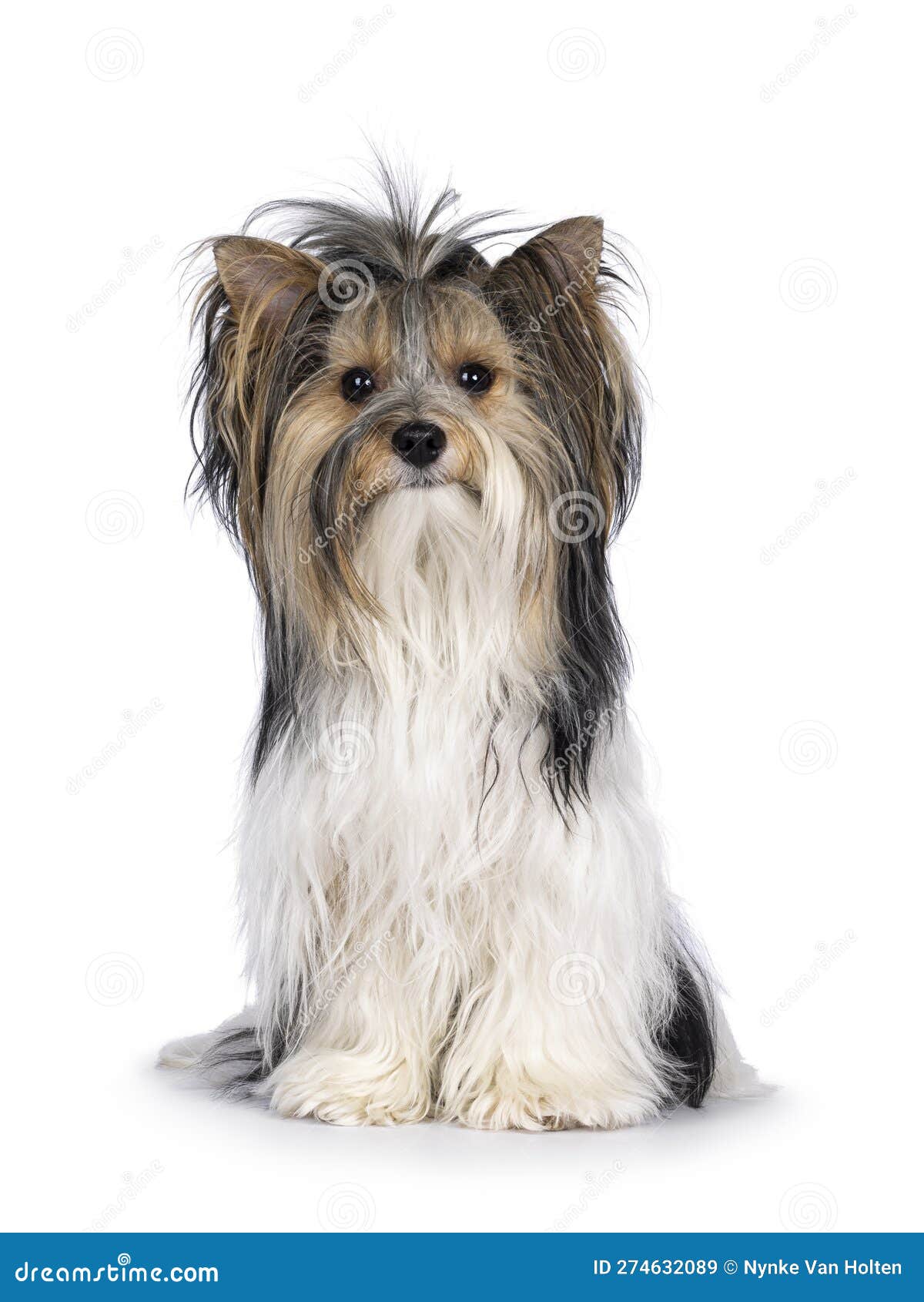 Yorkshire Terrier macho en pañales perro mira hacia abajo. Aislado en  blanco Fotografía de stock - Alamy