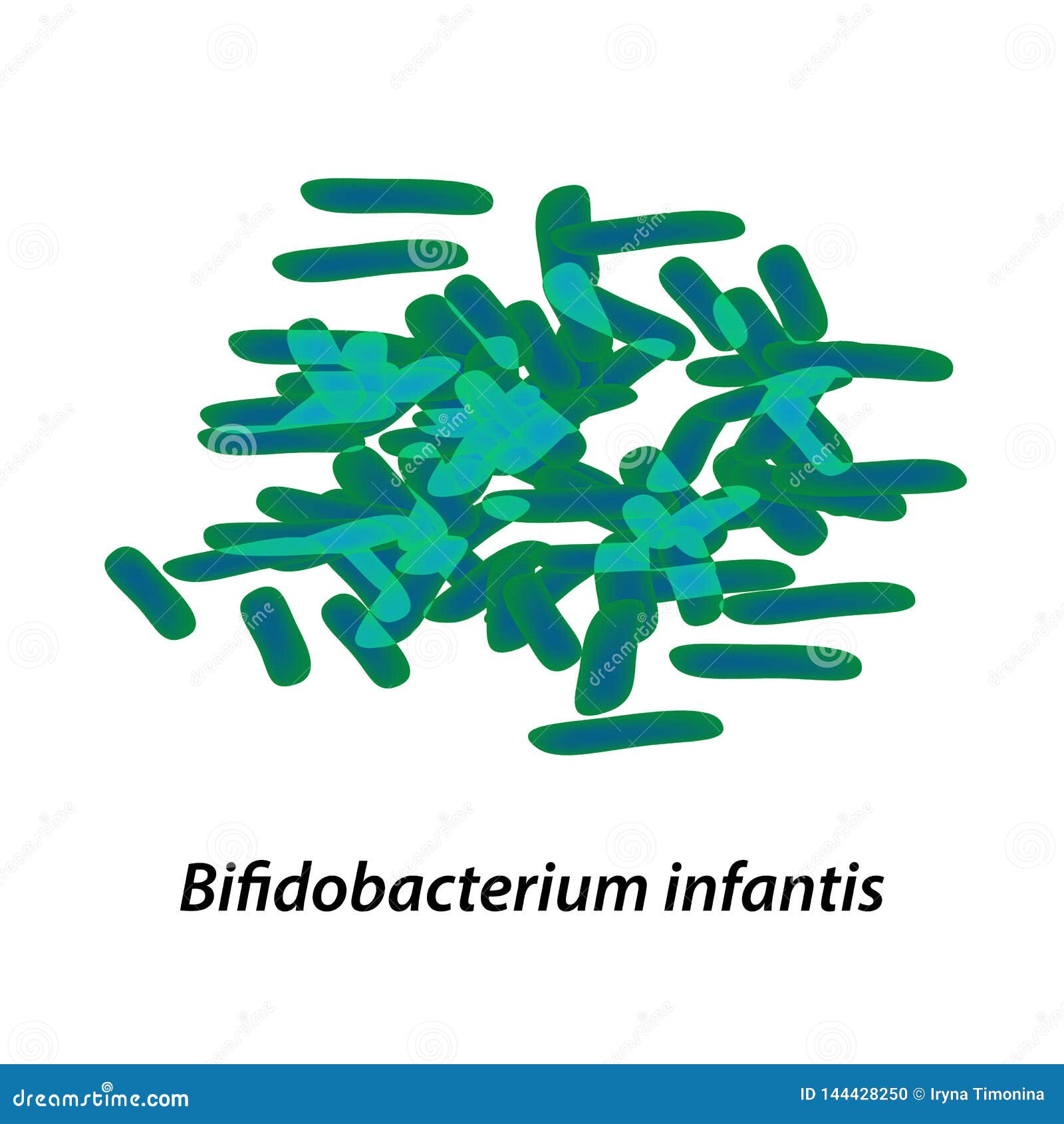 bifidobacteria. bifidobacterium infantis. probiotic, lactobacillus, bifidobacterium, probiotic, prebiotic. infographics