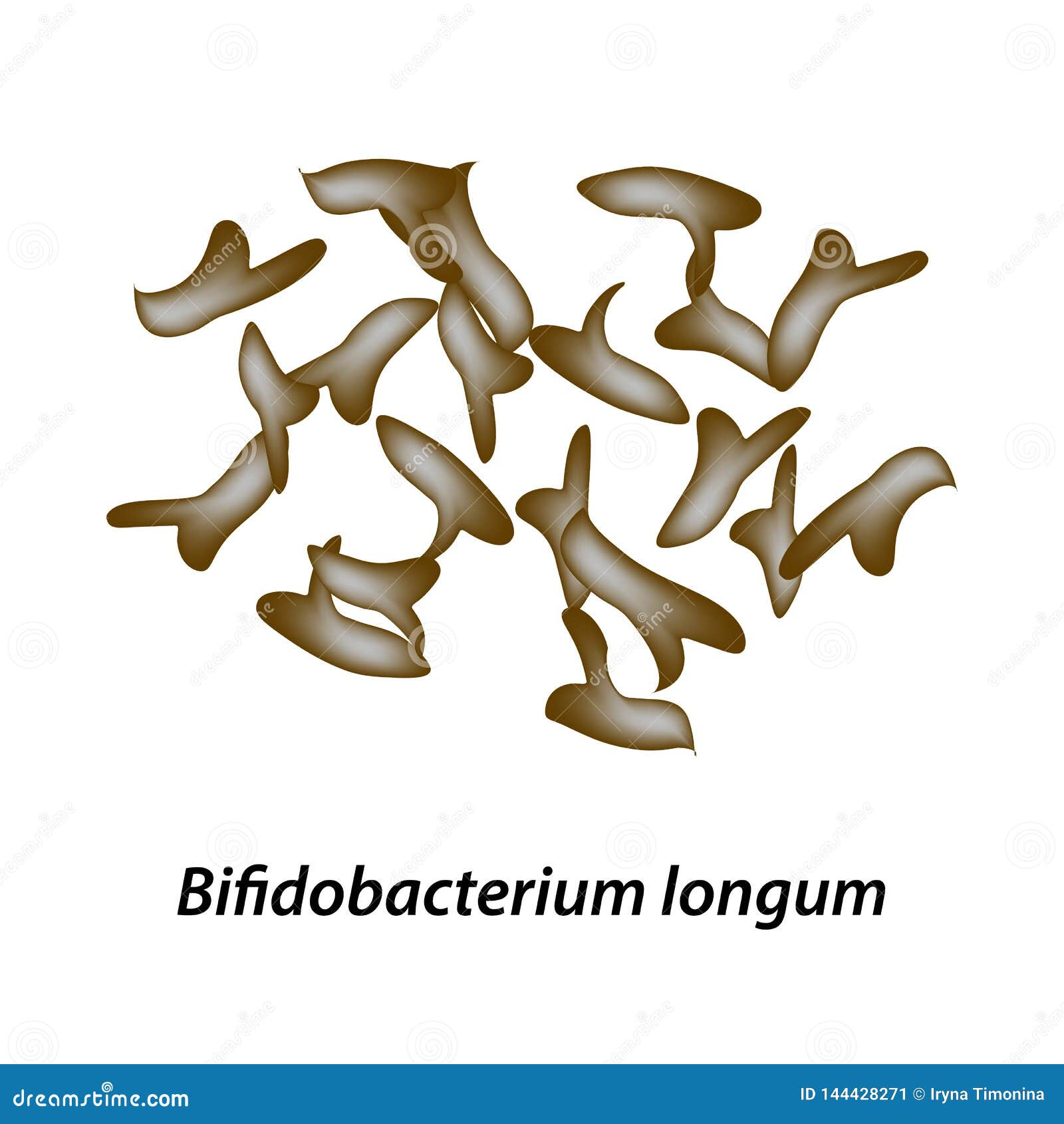 bifidobacteria. bifidobacterium longum. probiotic, lactobacillus, bifidobacterium, probiotic, prebiotic. infographics