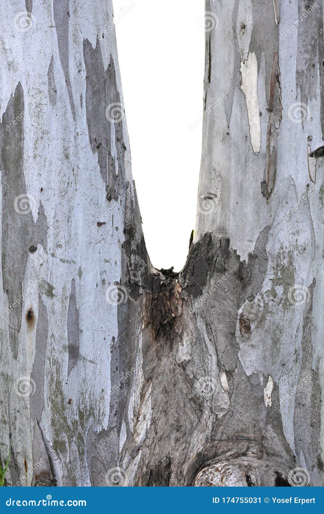 Bifurcated Eucalyptus Tree Trunk Imagen De Archivo Imagen De Hembra