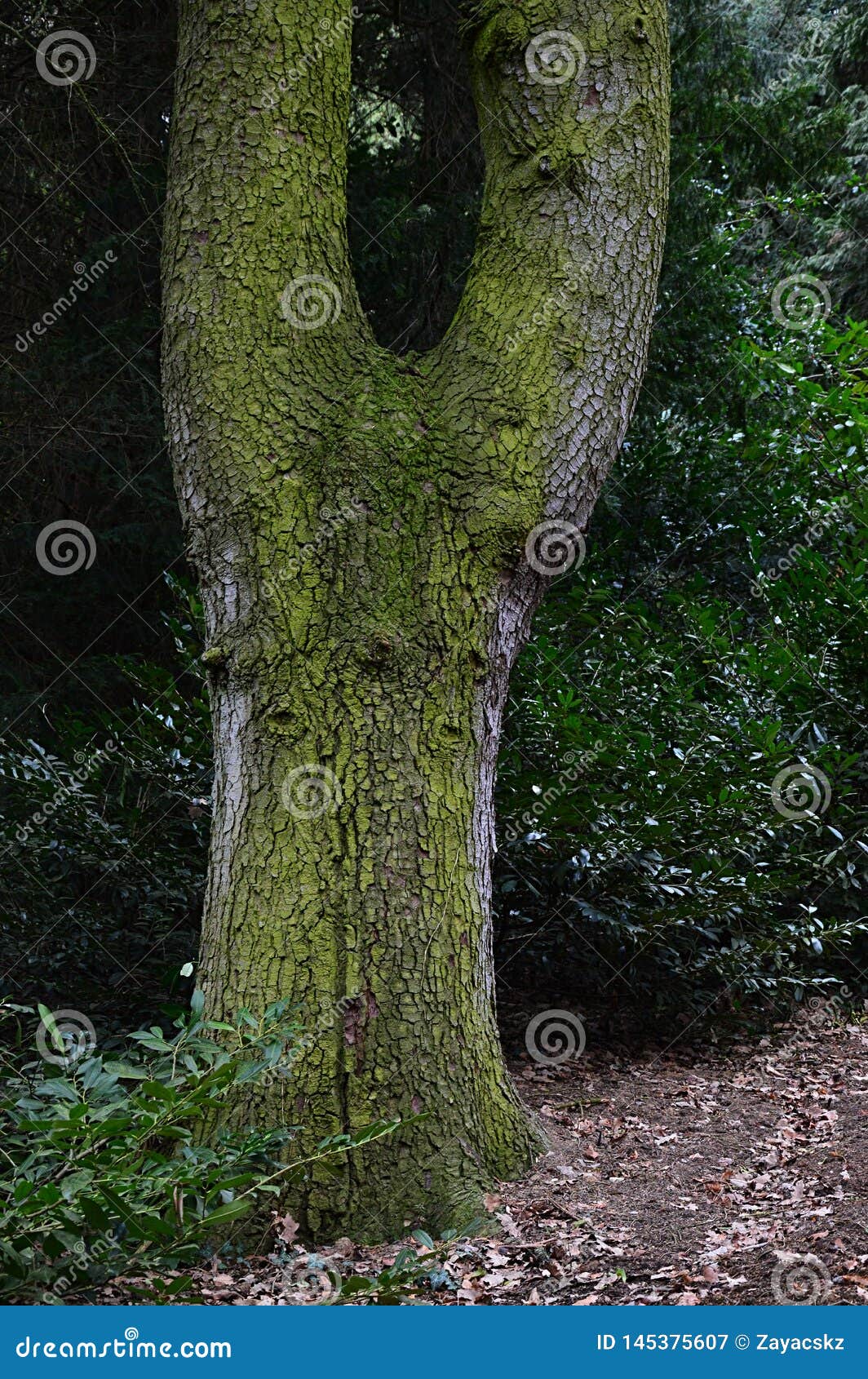 Bifurcation Or Tree Fork Of Broadleaf Tree Trunk Stock Image Image Of