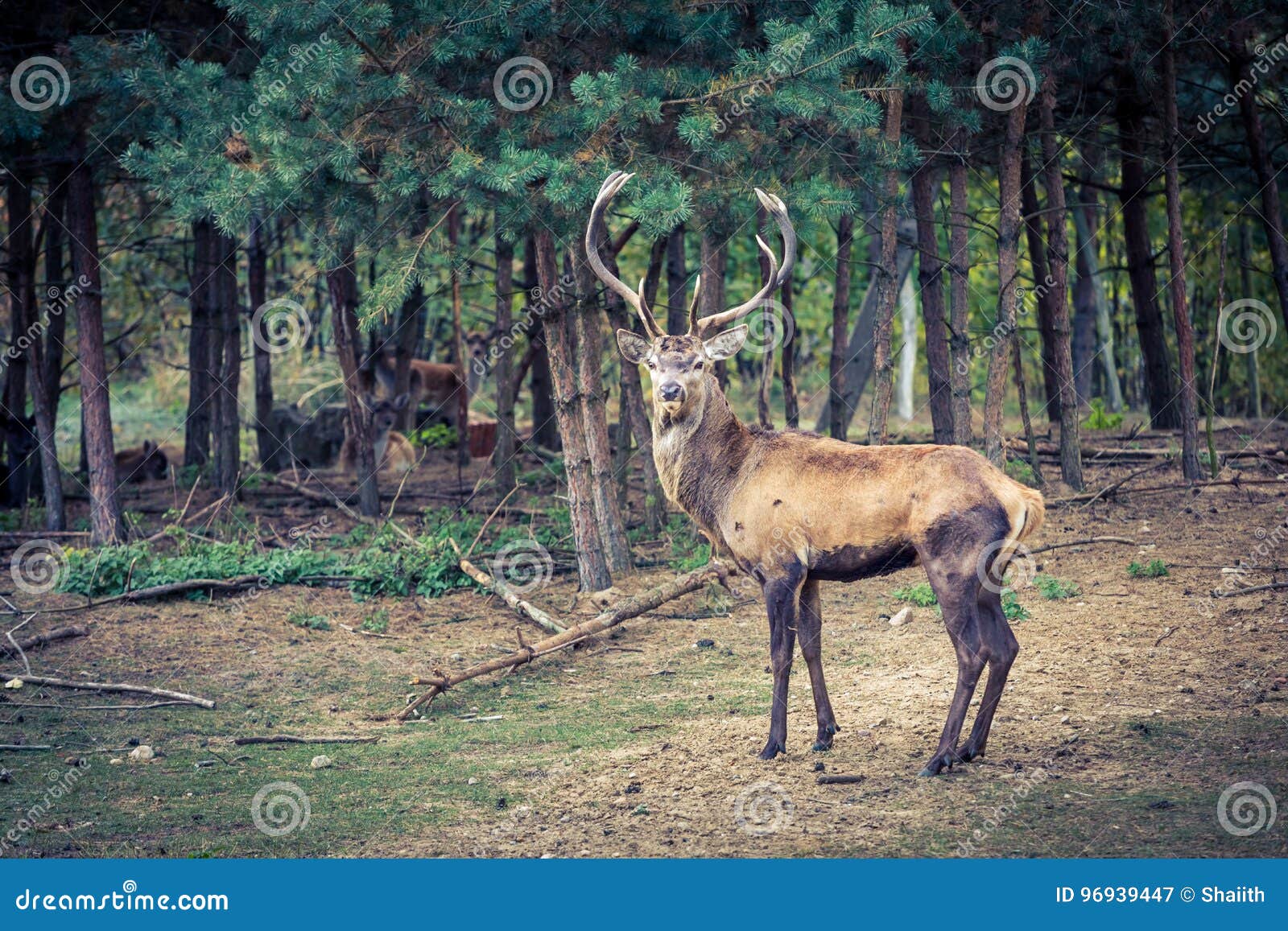 Big Adult Deer in the Forest in Autumn Stock Image - Image of stag, deer: 96939447 Big Adult Deer in the Forest in Autumn Stock Image - Image of stag, deer: 96939447