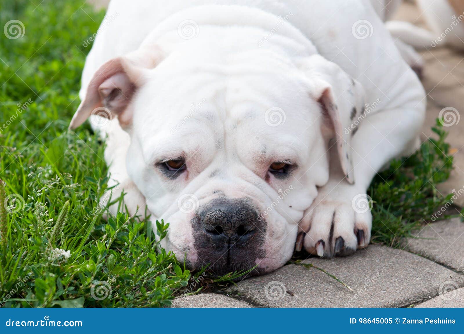 Big American Bulldog stock image. Image of pedigree ...