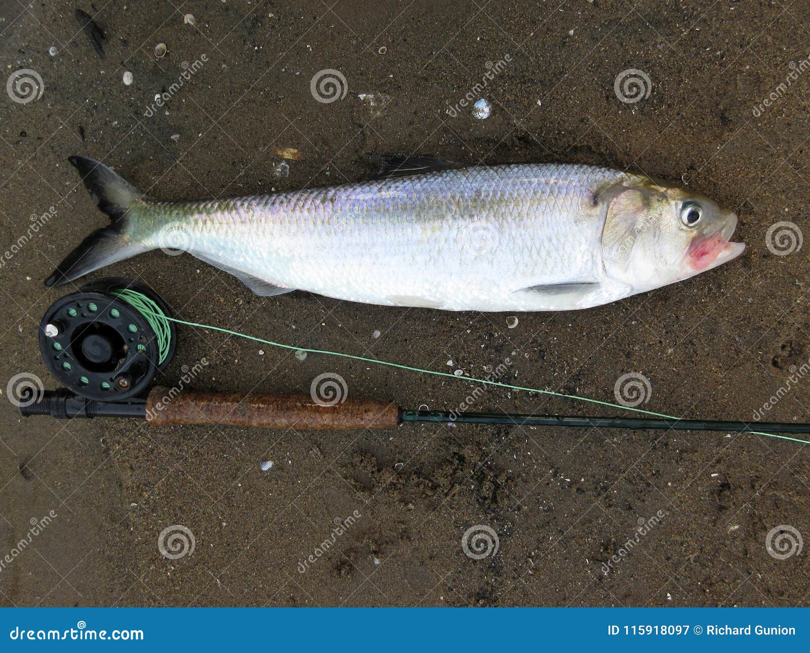 Big American Shad from the Potomac Stock Image - Image of spring, gear:  115918097