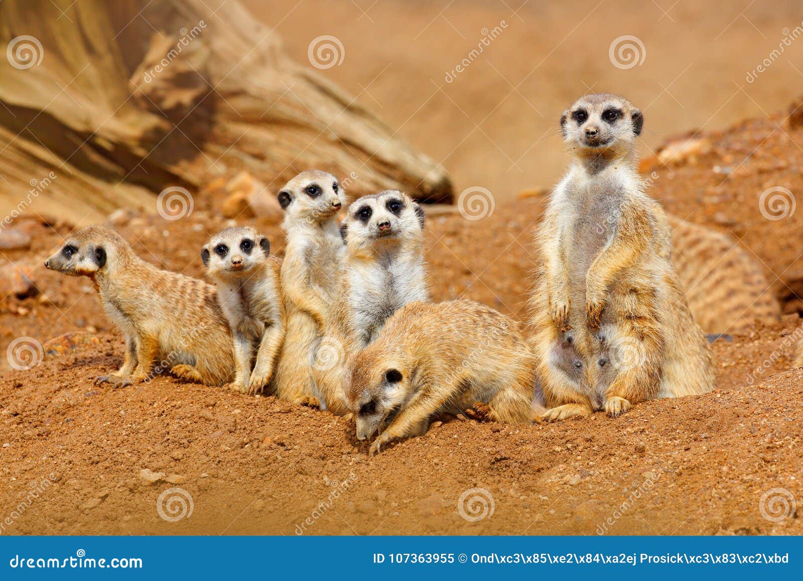 Big Animal Family. Funny Image from Africa Nature. Cute Meerkat, Suricata  Suricatta, Sitting on the Stone Stock Image - Image of meerkat, face:  107363955