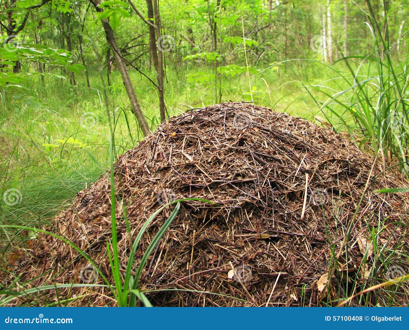 The Big Ant Hill in Coniferous Wood Stock Photo Image of bright